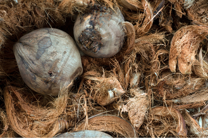 bisnis olahan limbah sabut kelapa