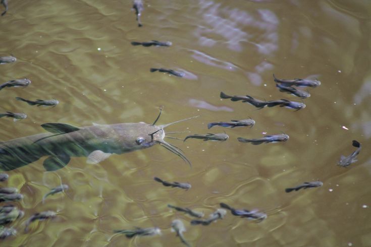 tanda awal penyakit kembung lele