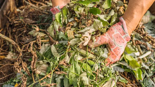 Jenis Daun untuk Kompos yang Mudah Terurai