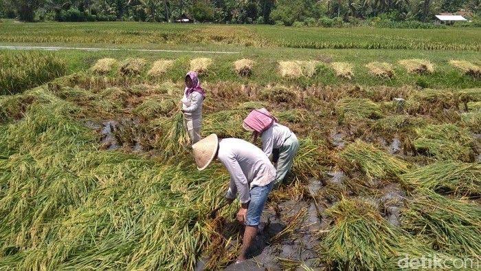 Kendala Tenaga Kerja Sektor Pertanian Modern