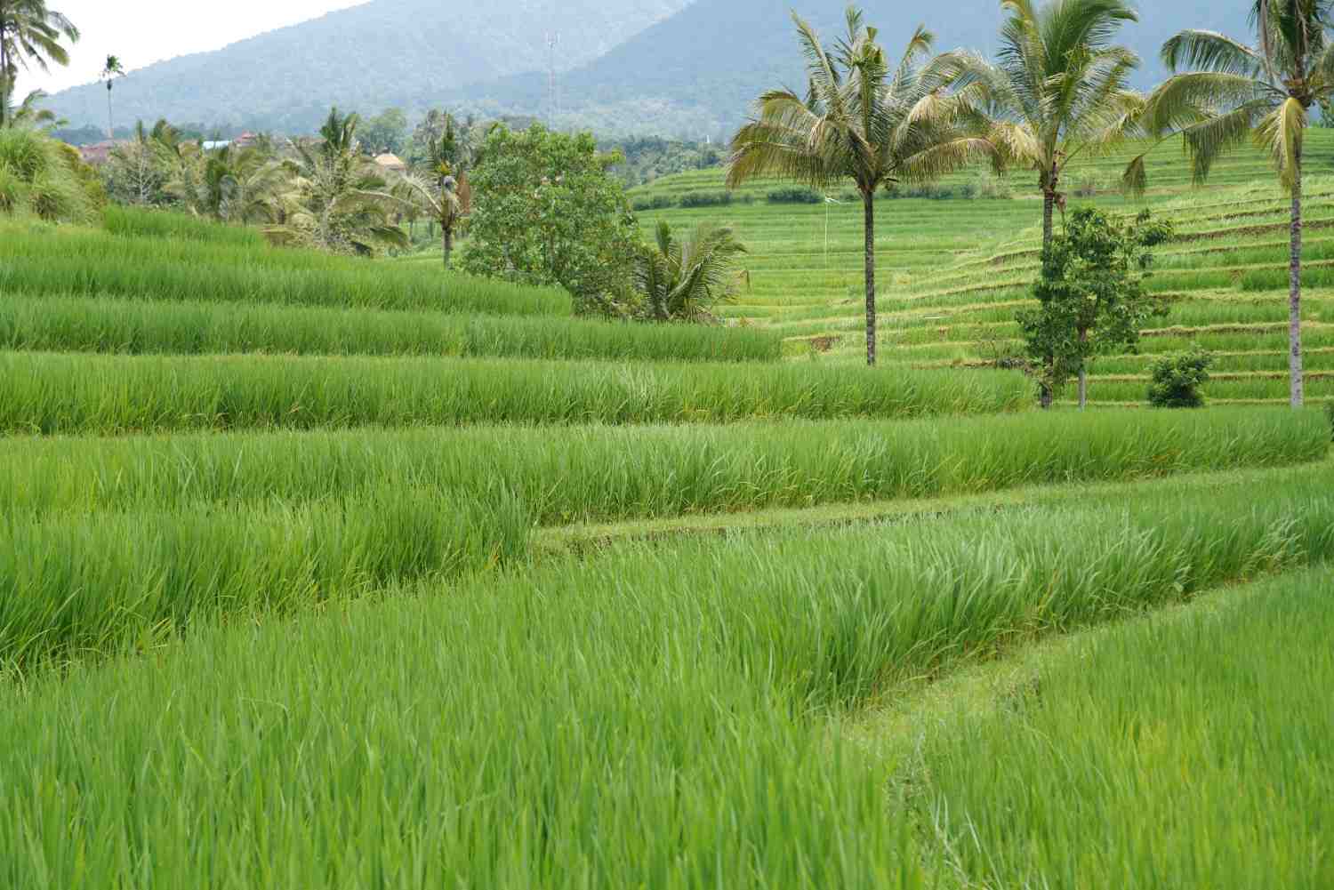 Pengaruh Susunan Baris pada Padi Terhadap Pertumbuhan