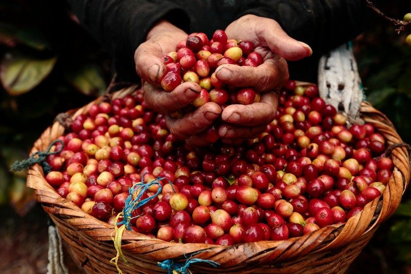 Proses Pascapanen Kopi Berkualitas untuk Menjaga Mutu Biji
