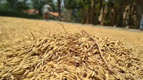 Cara Menjaga Gabah Tetap Berkualitas hingga Siap Disimpan