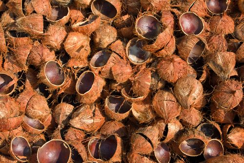 Cara Memisahkan Arang dari Tempurung Kelapa dengan Tepat
