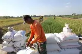 penanganan gabah pascapanen