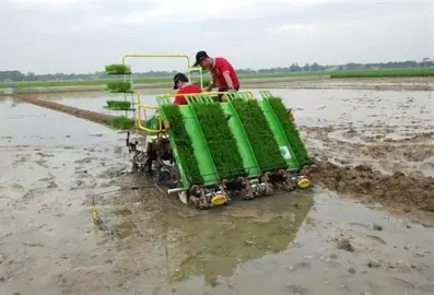 Cara Mengatasi Bibit Tersangkut Saat Menanam