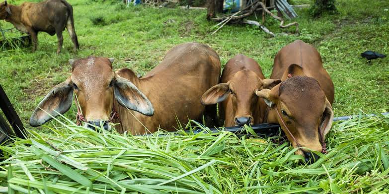 Strategi Peternak Menghadapi Kenaikan Harga Pakan agar Usaha Tetap Efisien